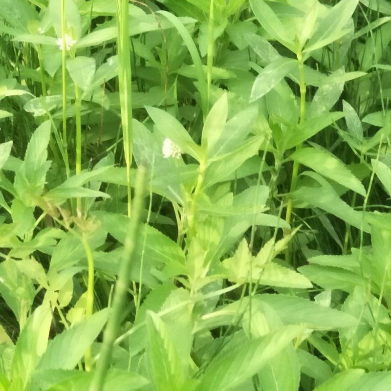 留兰香薄荷苗，绿薄荷苗，地方叫白薄荷苗，味清淡，不辣不苦