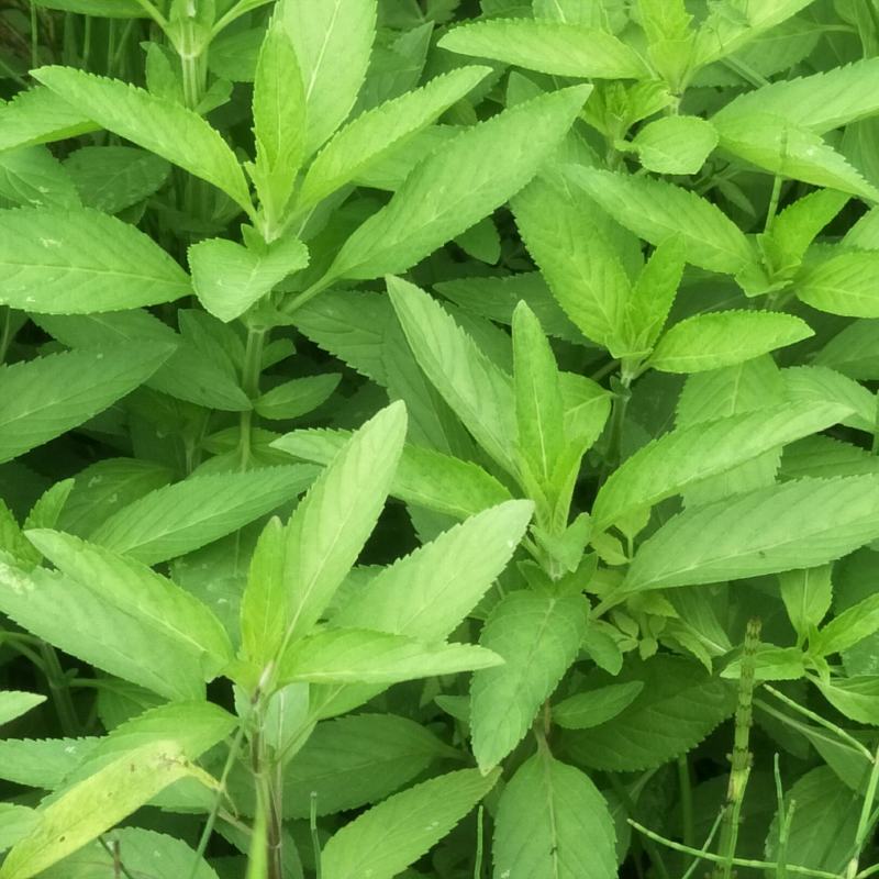 留兰香薄荷苗，绿薄荷苗，地方叫白薄荷苗，味清淡，不辣不苦