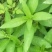 留兰香薄荷苗，绿薄荷苗，地方叫白薄荷苗，味清淡，不辣不苦