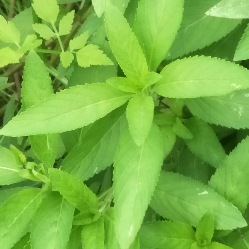 留兰香薄荷苗，绿薄荷苗，地方叫白薄荷苗，味清淡，不辣不苦