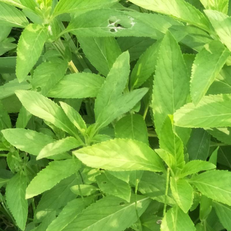 留兰香薄荷苗，绿薄荷苗，地方叫白薄荷苗，味清淡，不辣不苦