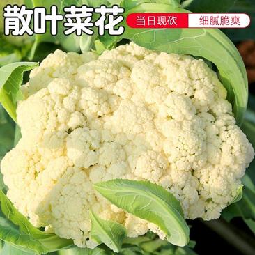 【精品】甘肃有机松花菜菜花大量上市保质保量一手货源