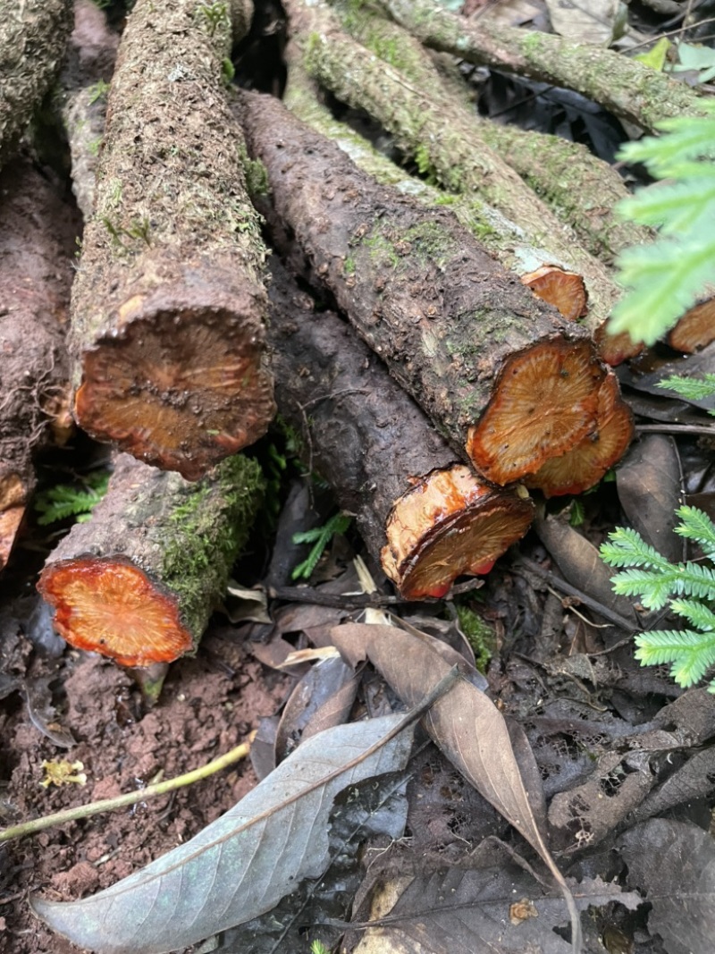 红藤生货干货都有