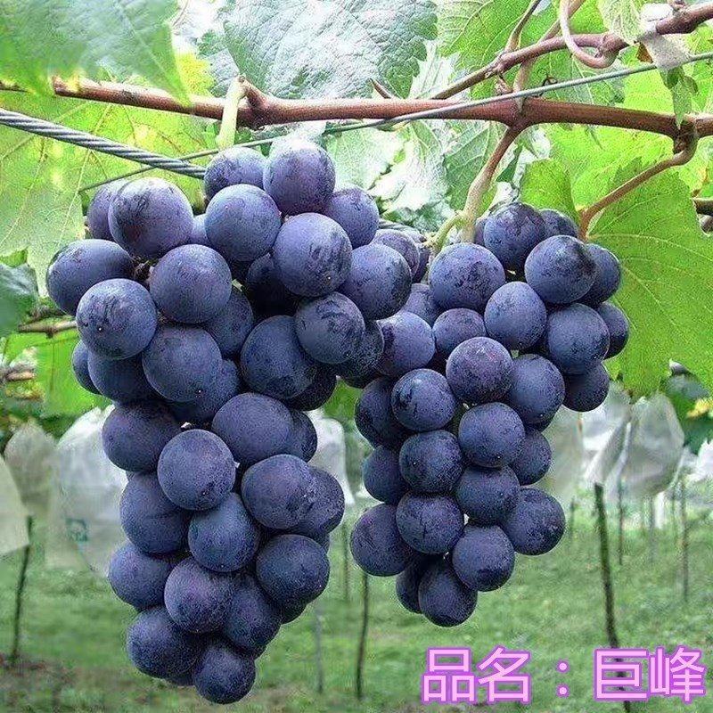 北方耐寒夏黑葡萄树苖南方种植庭院爬藤大苗当年结果巨峰葡萄