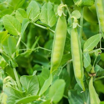 新品甜豌豆种子荷兰豆种子青豌豆尖四季高产农家阳台田园水果