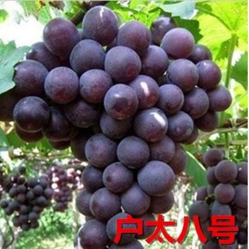 北方耐寒夏黑葡萄树苖南方种植庭院爬藤大苗当年结果巨峰葡萄