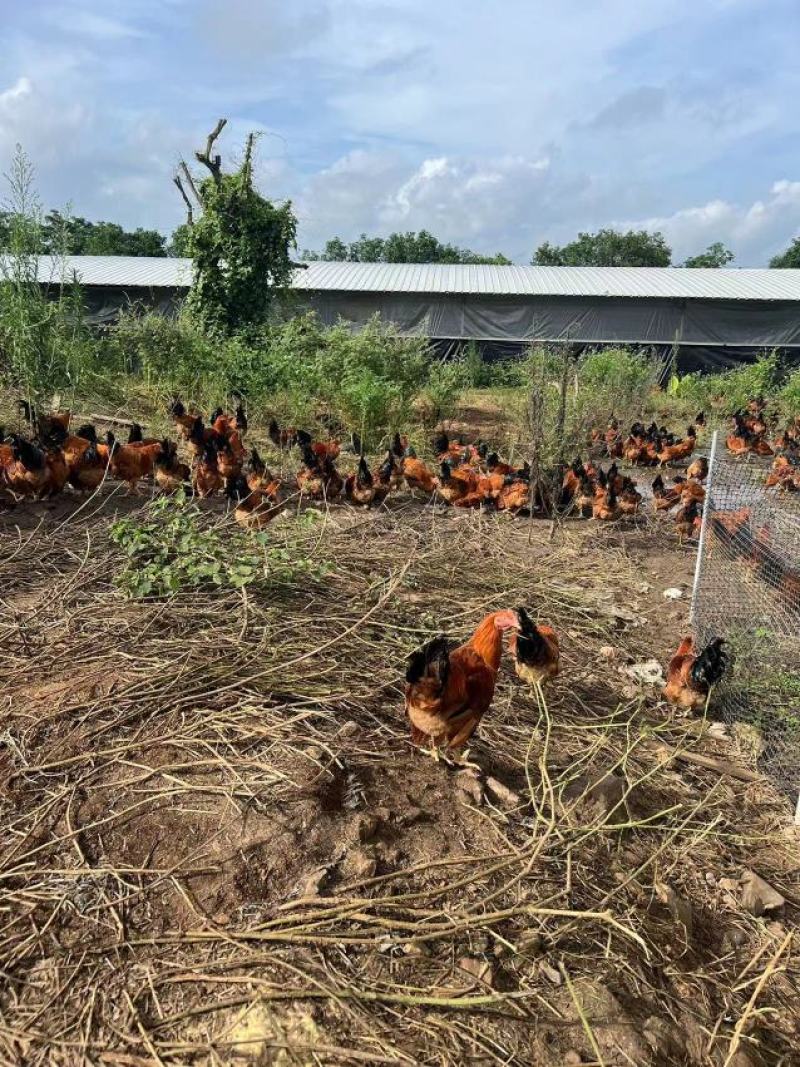 广东阳江山地鸡大量有货，欢迎采购商随时咨询