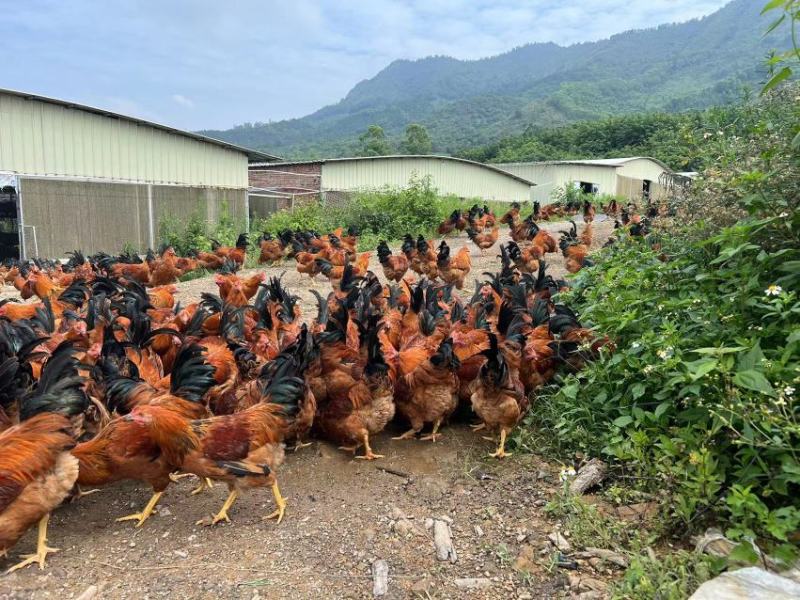广东阳江山地鸡大量有货，欢迎采购商随时咨询