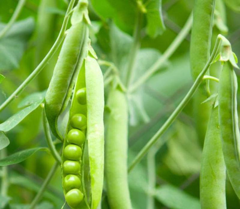 新品甜豌豆种子荷兰豆种子青豌豆尖四季高产农家阳台田园水果