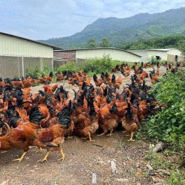 广东阳江山地鸡大量有货，欢迎采购商随时咨询