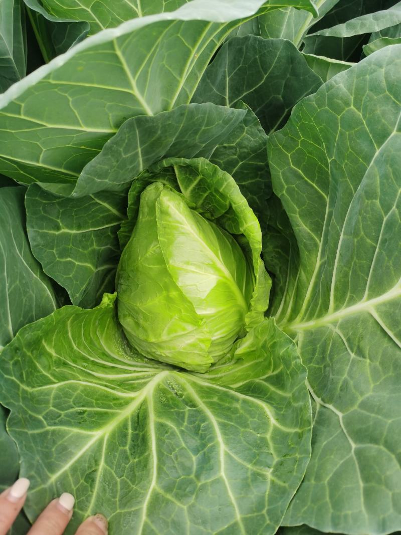 优质圆包菜甘蓝菜品种齐全产地一手货源超市饭店品质量大价低