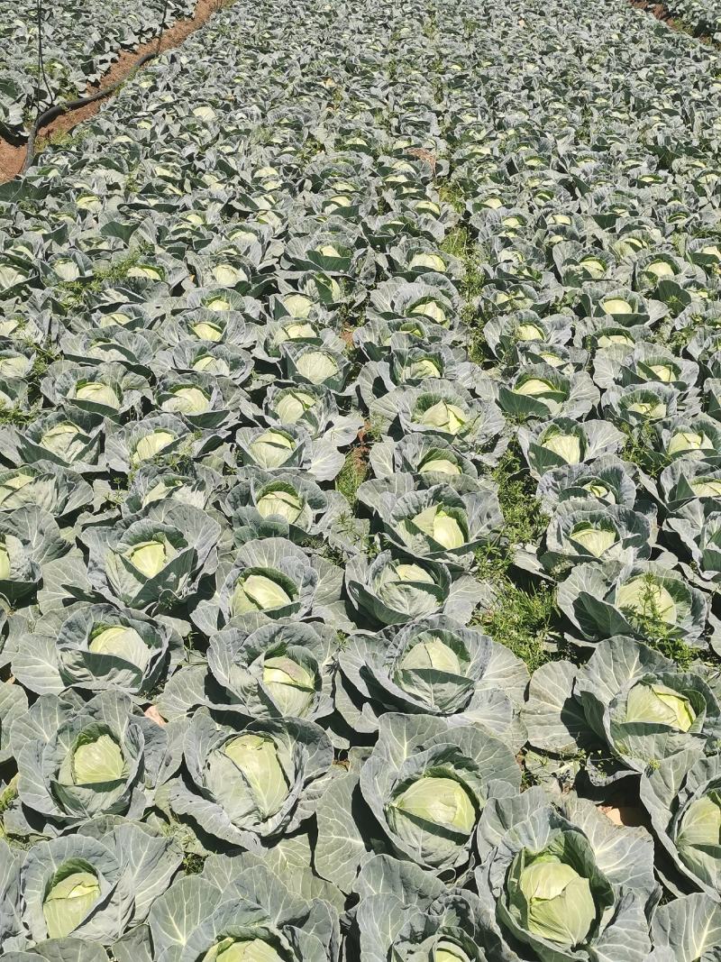 优质圆包菜甘蓝菜品种齐全产地一手货源超市饭店品质量大价低
