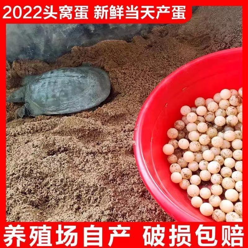 30枚60枚120枚中华草龟蛋宝宝辅食新鲜食用生态乌龟蛋