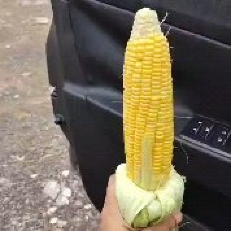 甜玉米