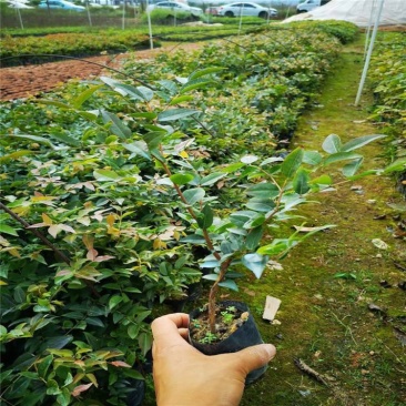 嘉宝果树苗四季结果树葡萄树苗嘉宝果树大苗果树苗南北方种植