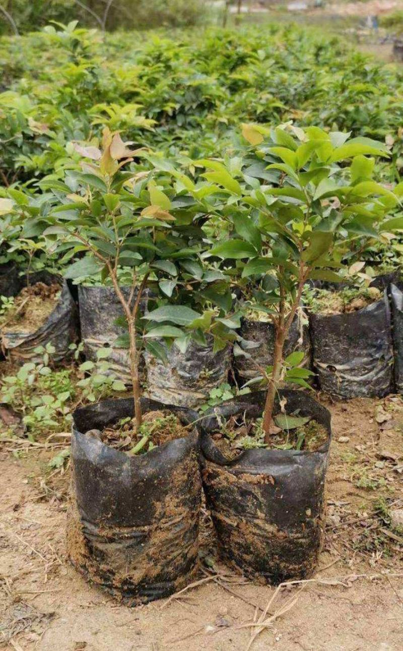 嘉宝果树苗四季结果树葡萄树苗嘉宝果树大苗果树苗南北方种植