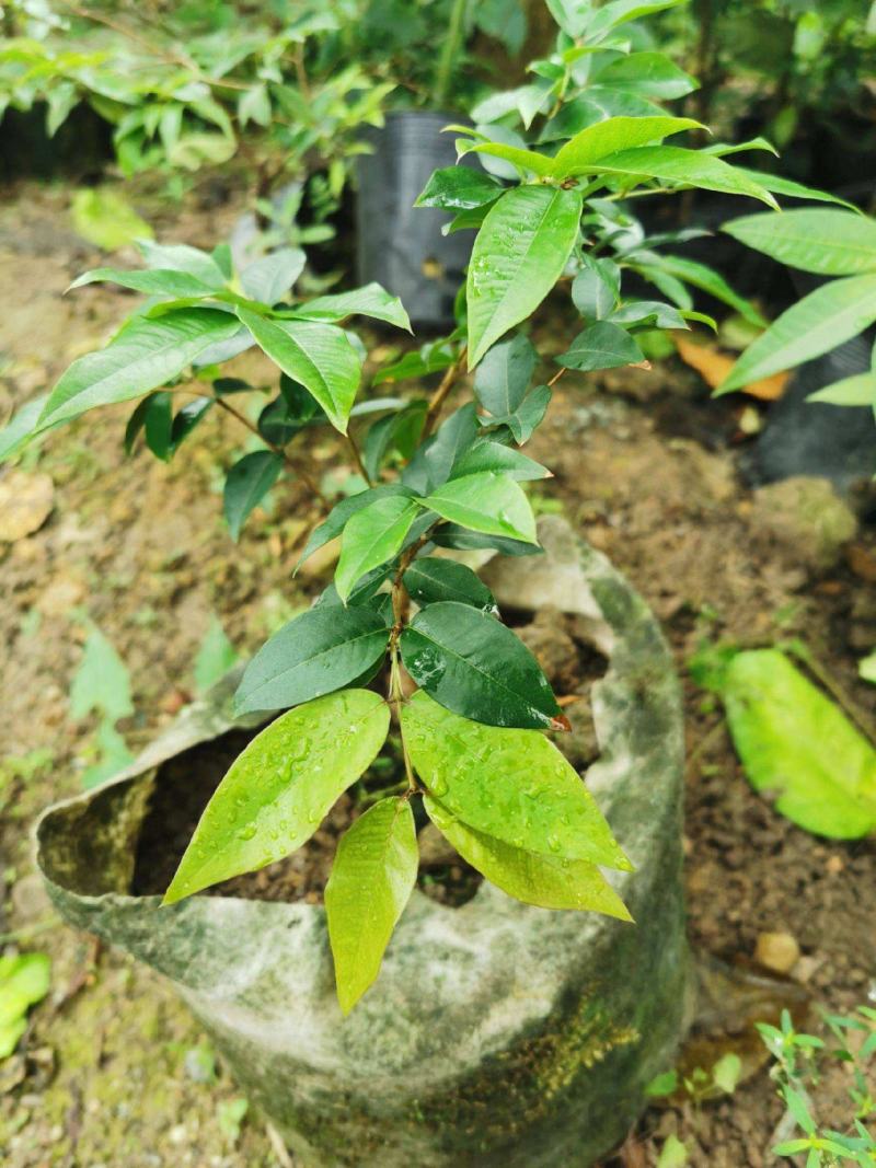 嘉宝果树苗四季结果树葡萄树苗嘉宝果树大苗果树苗南北方种植