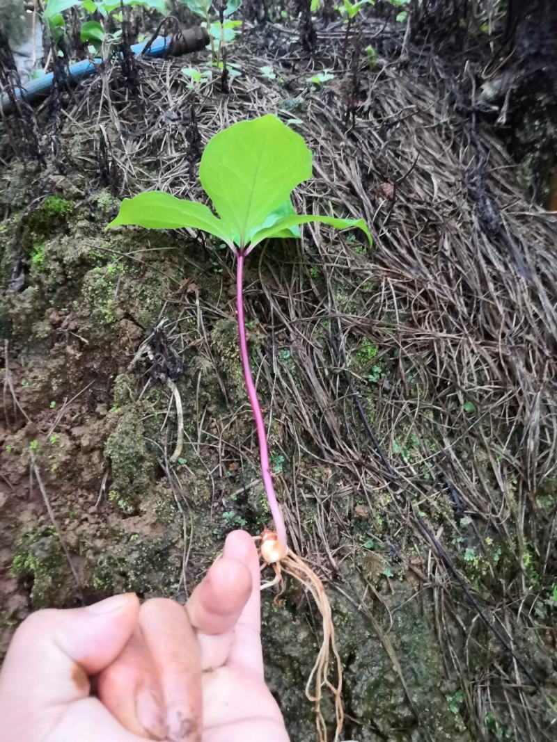 大量滇重楼苗有售