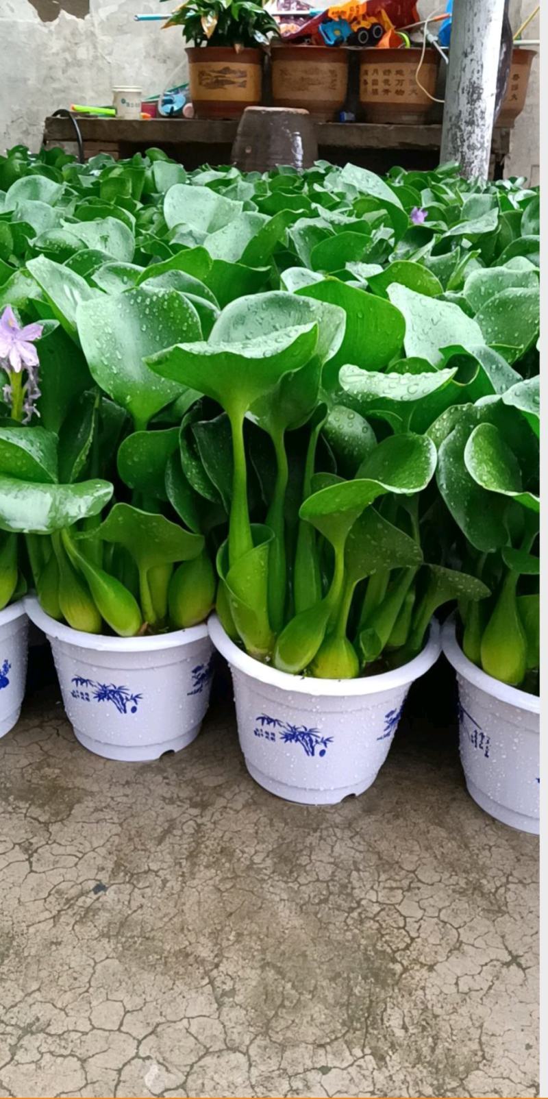 特级水葫芦，凤眼莲，凤眼蓝，水芙蓉，种植基地
