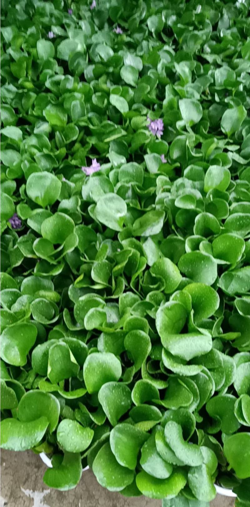 特级水葫芦，凤眼莲，凤眼蓝，水芙蓉，种植基地