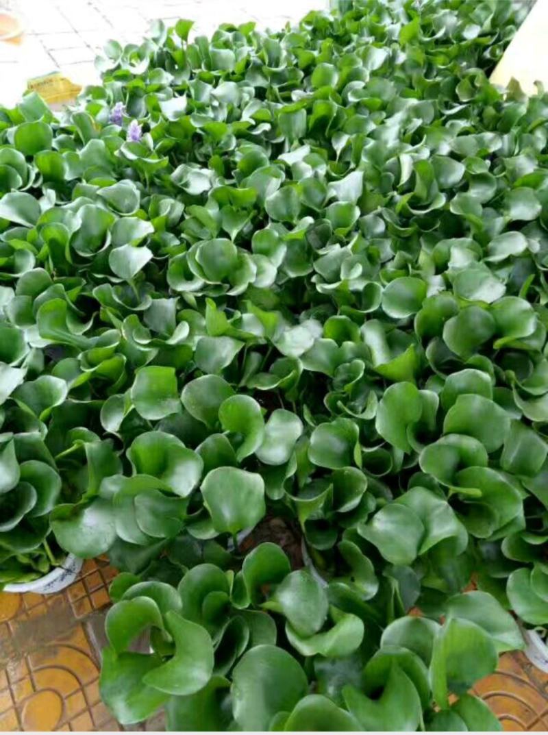 特级水葫芦，凤眼莲，凤眼蓝，水芙蓉，种植基地