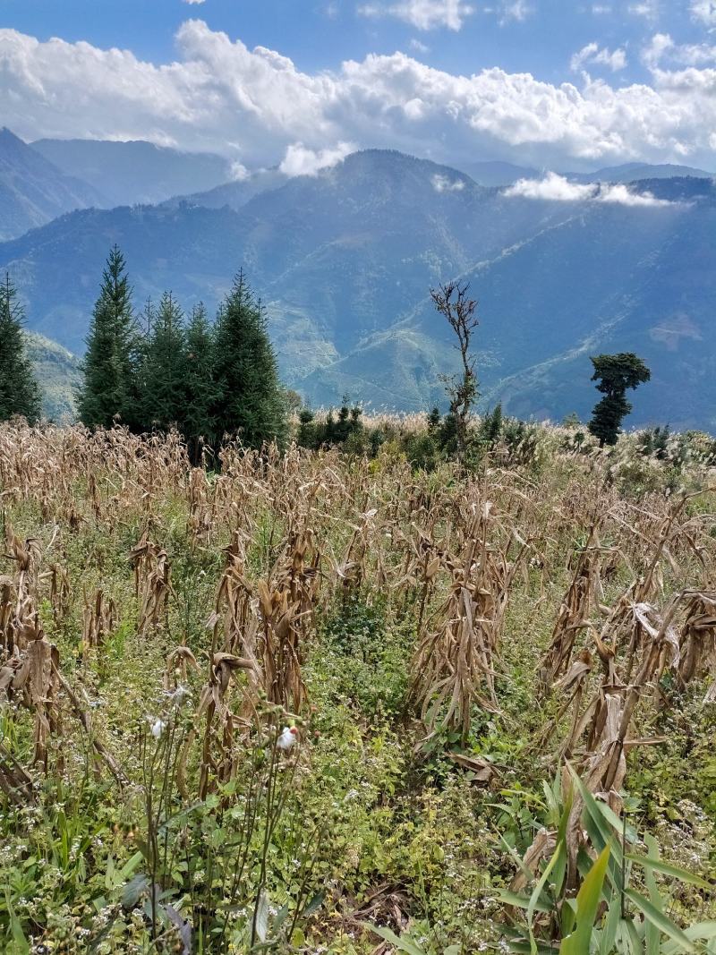 山地出租10年