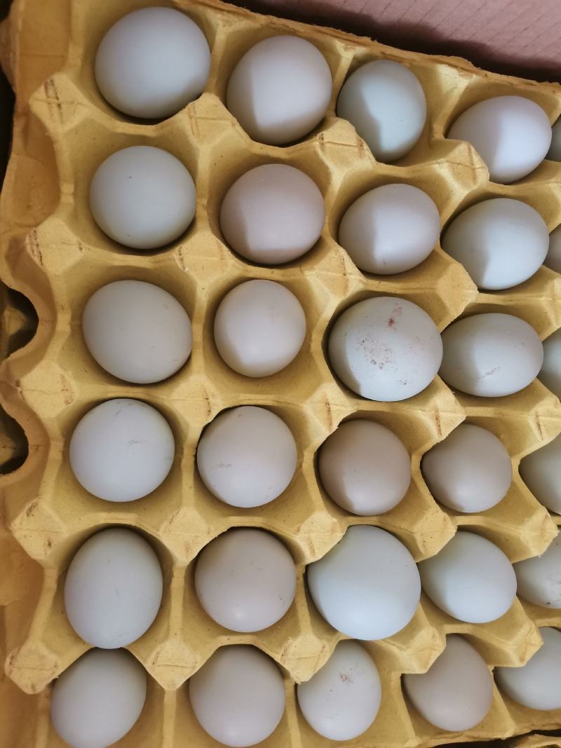 散养绿壳土鸡蛋