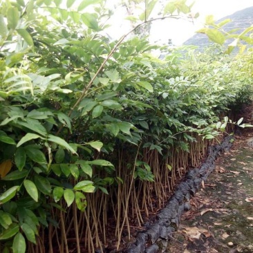 黄花梨苗海南黄花梨树种别名降香黄檀花梨木树种乔木植物包