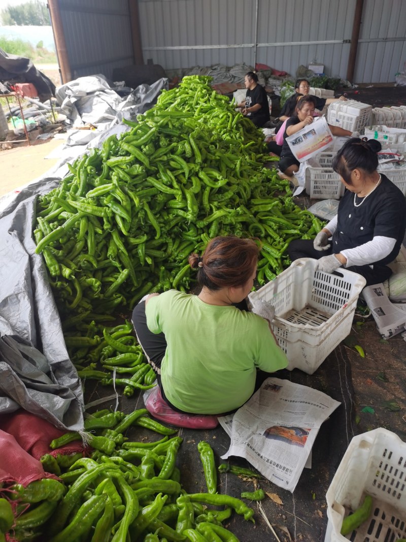 黄皮尖椒，价格适中