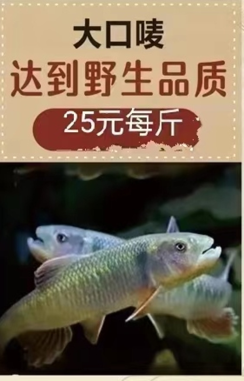 惠州市龙门县永镇南昆山山泉水瘦身鱼