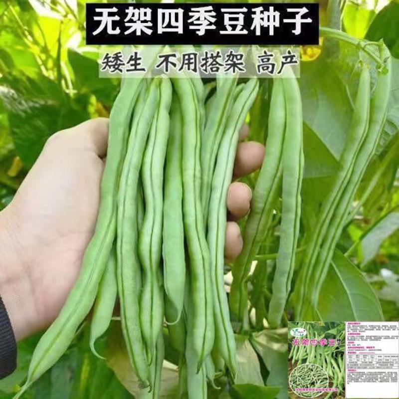 高产早熟无架四季豆种子爬藤四季播芸豆豆角种子红花四季豆种