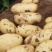 【实力】荷兰黄心十五土豆，产地批发大量供应商超货