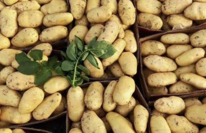 【实力】荷兰黄心十五土豆，产地批发大量供应商超货