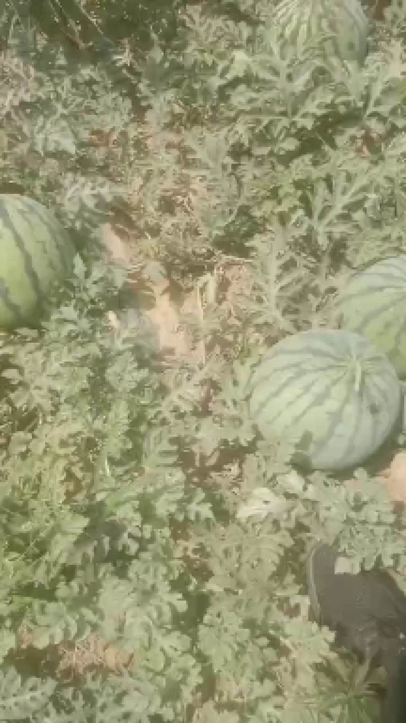 美都西瓜