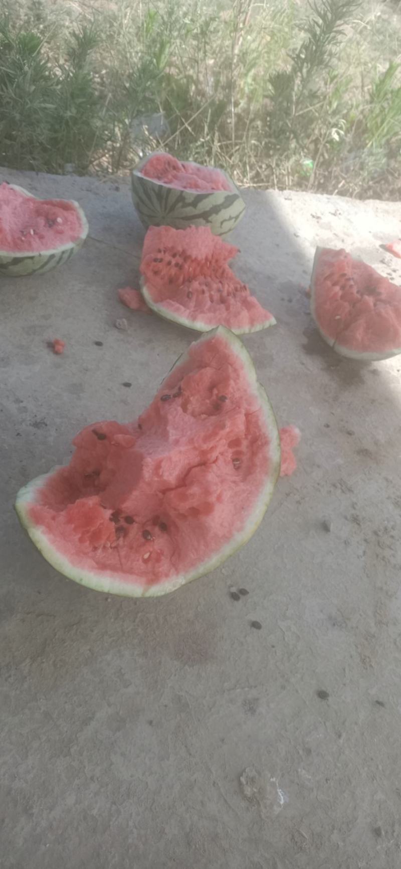 美都西瓜
