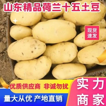 【实力】荷兰黄心十五土豆，产地批发大量供应商超货