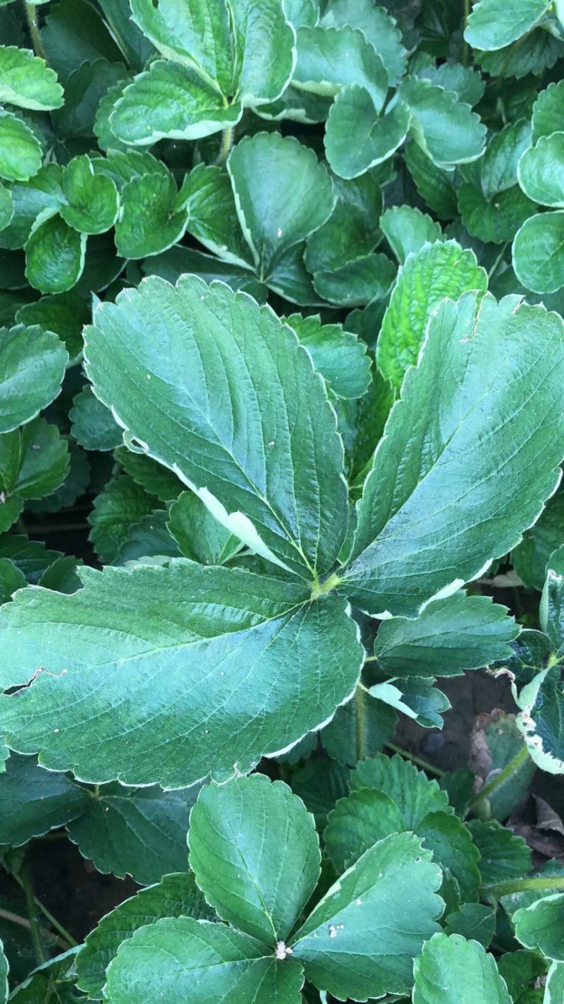 妙香七号草莓苗甜查理草莓苗育苗开始，秋后大量出售