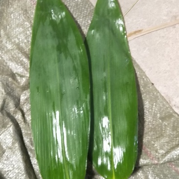 四川鲜粽叶，腌制粽叶