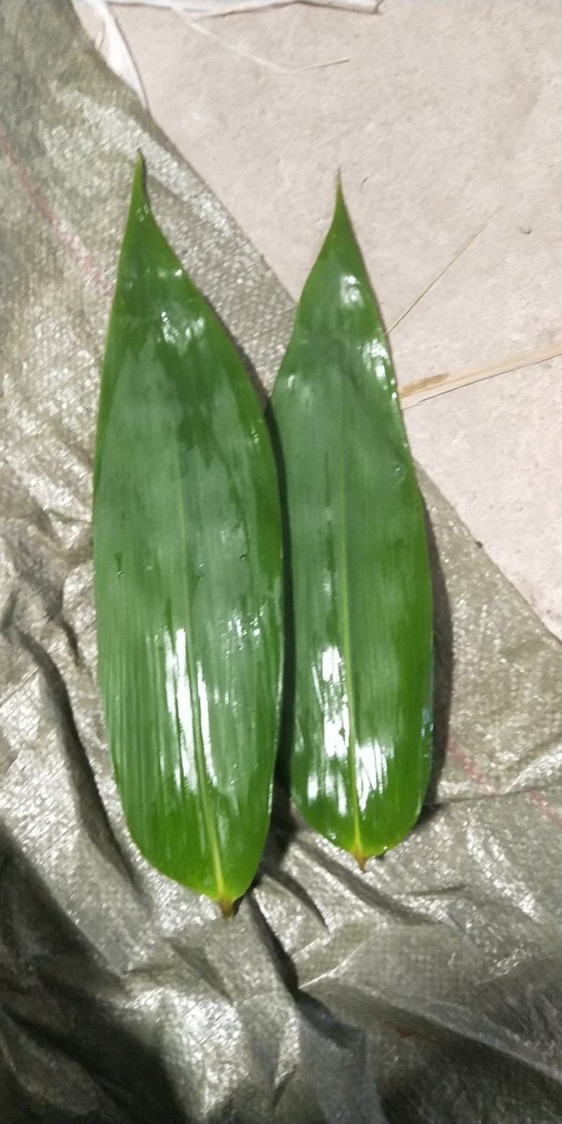 四川鲜粽叶，腌制粽叶
