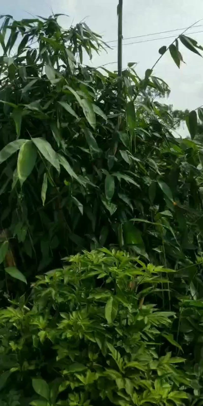 四川鲜粽叶，腌制粽叶