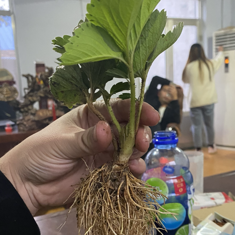 妙香七号草莓苗甜查理草莓苗育苗开始，秋后大量出售