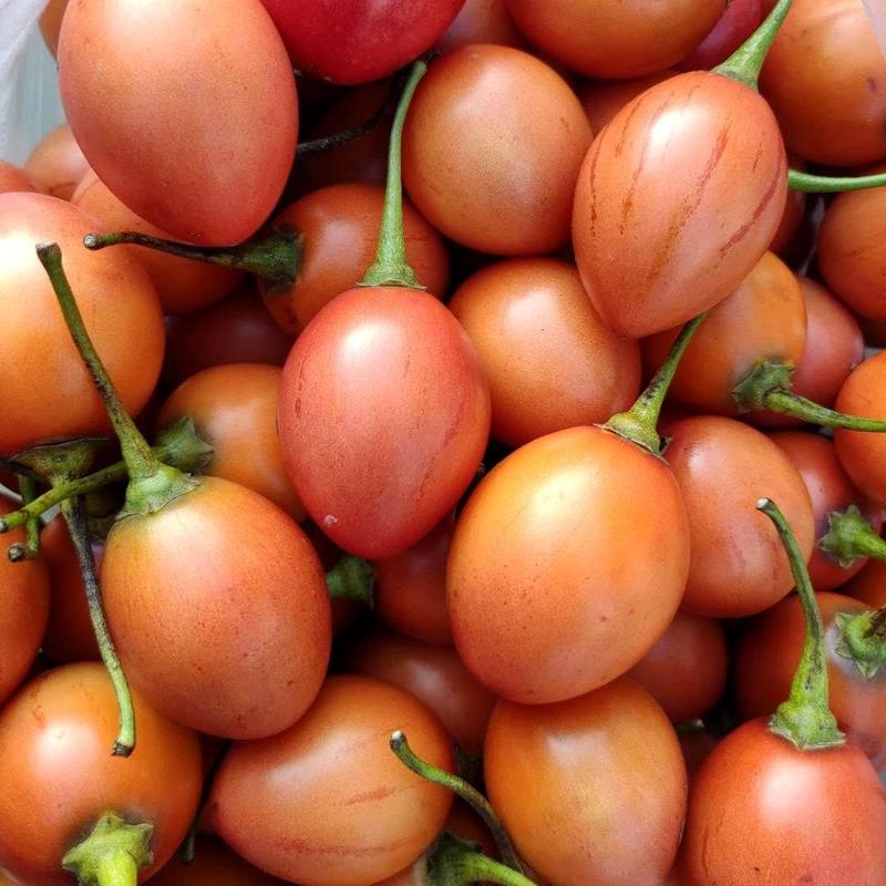 云南特产大树番茄洋酸茄洋鸡蛋缅茄时令新鲜果蔬傣味