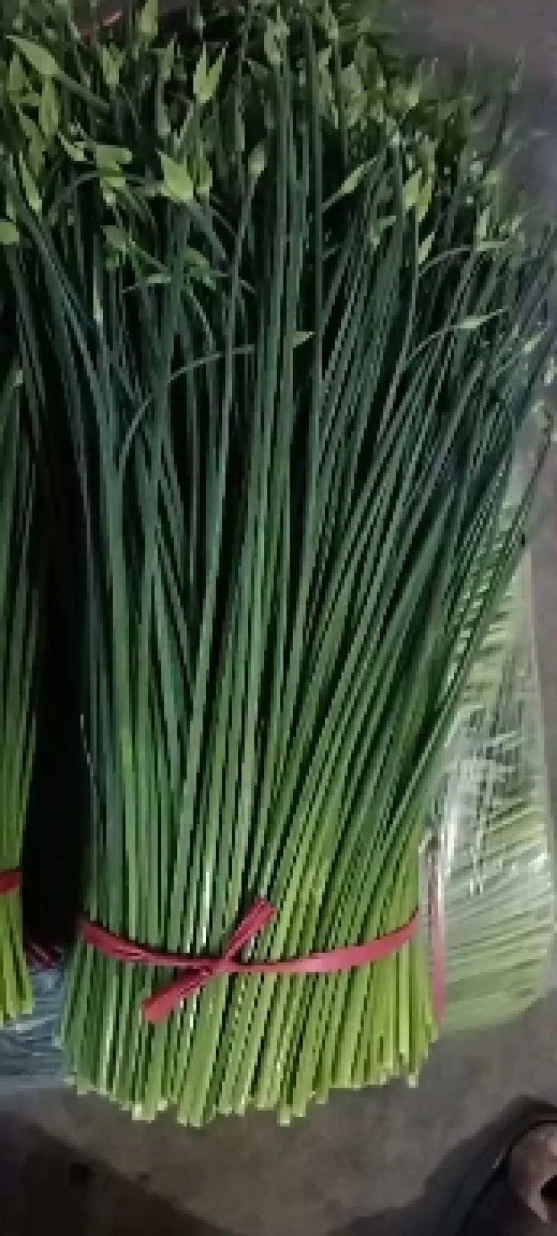 精选韭苔，量大从优！各种规格，质量**，代发全国