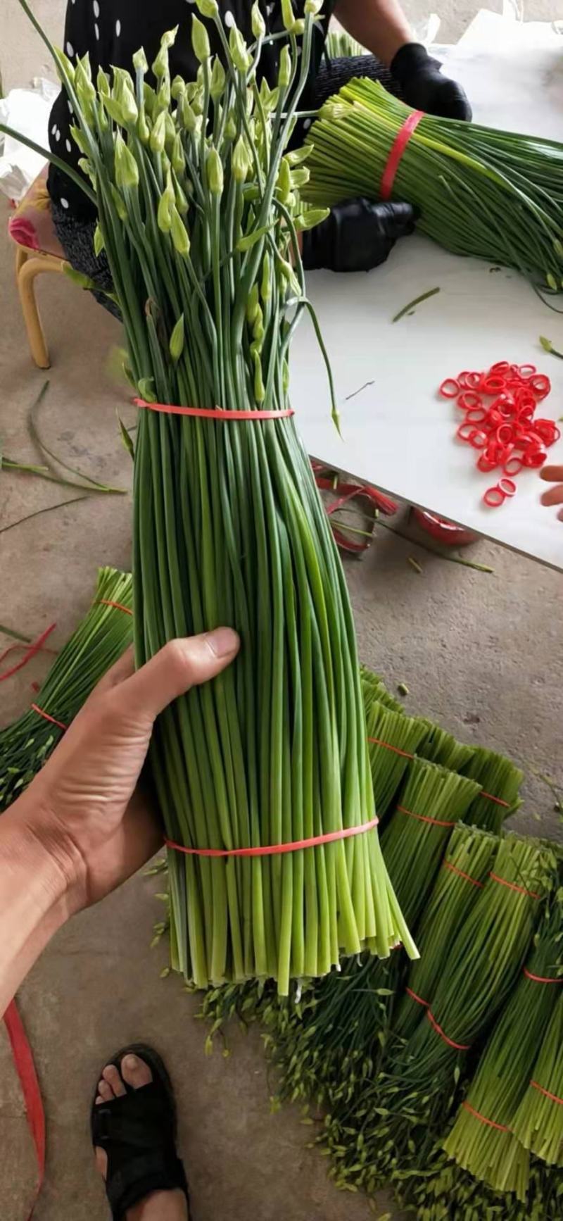 精选韭苔，量大从优！各种规格，质量**，代发全国
