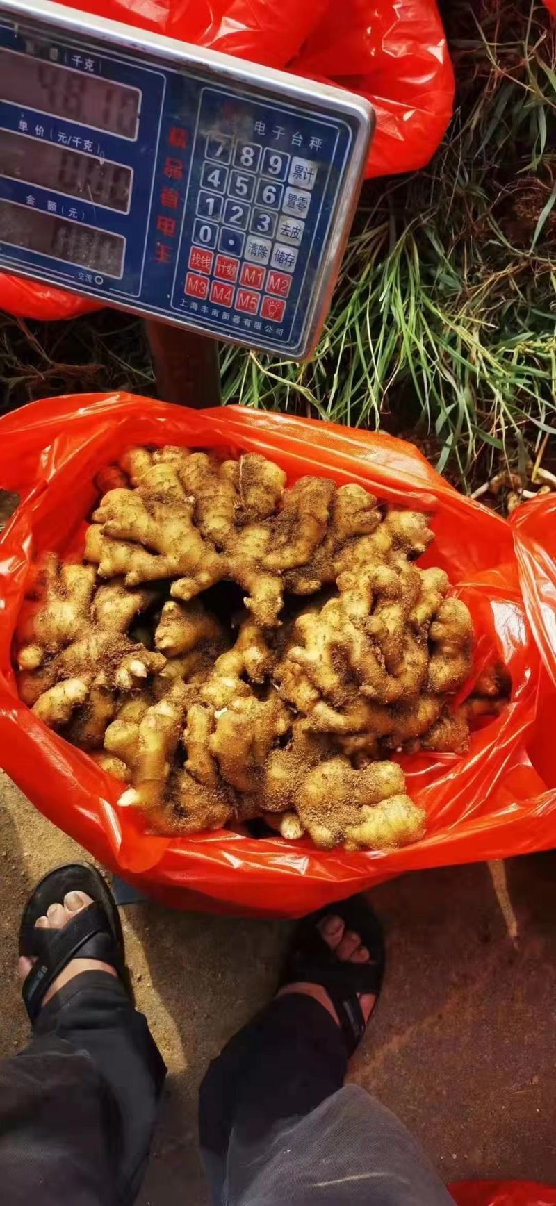 实力山东生姜精品小黄姜量大从优质量保证供全国商超