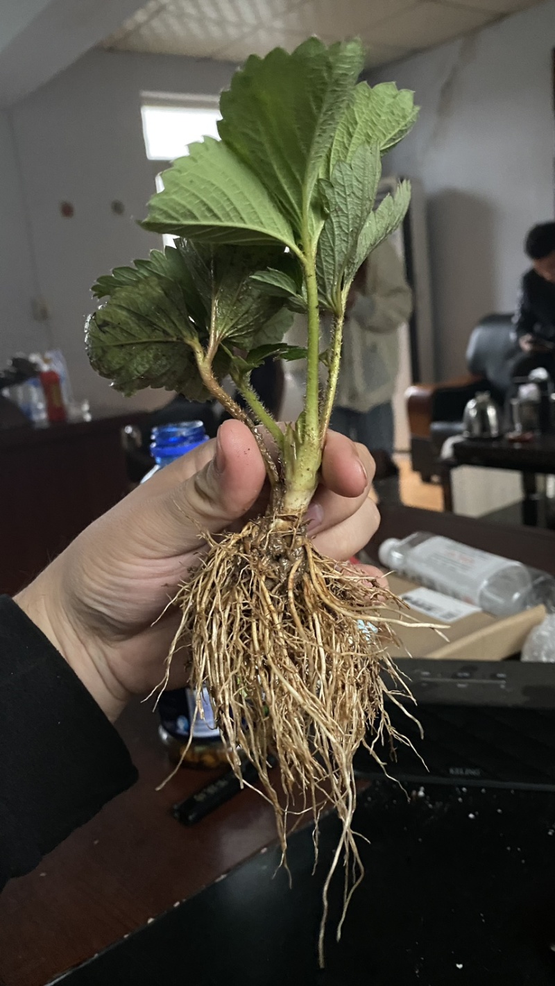 妙香七号草莓苗甜查理草莓苗育苗开始，秋后大量出售