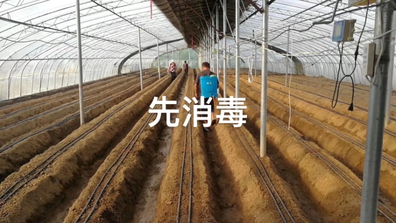 妙香七号草莓苗甜查理草莓苗育苗开始，秋后大量出售