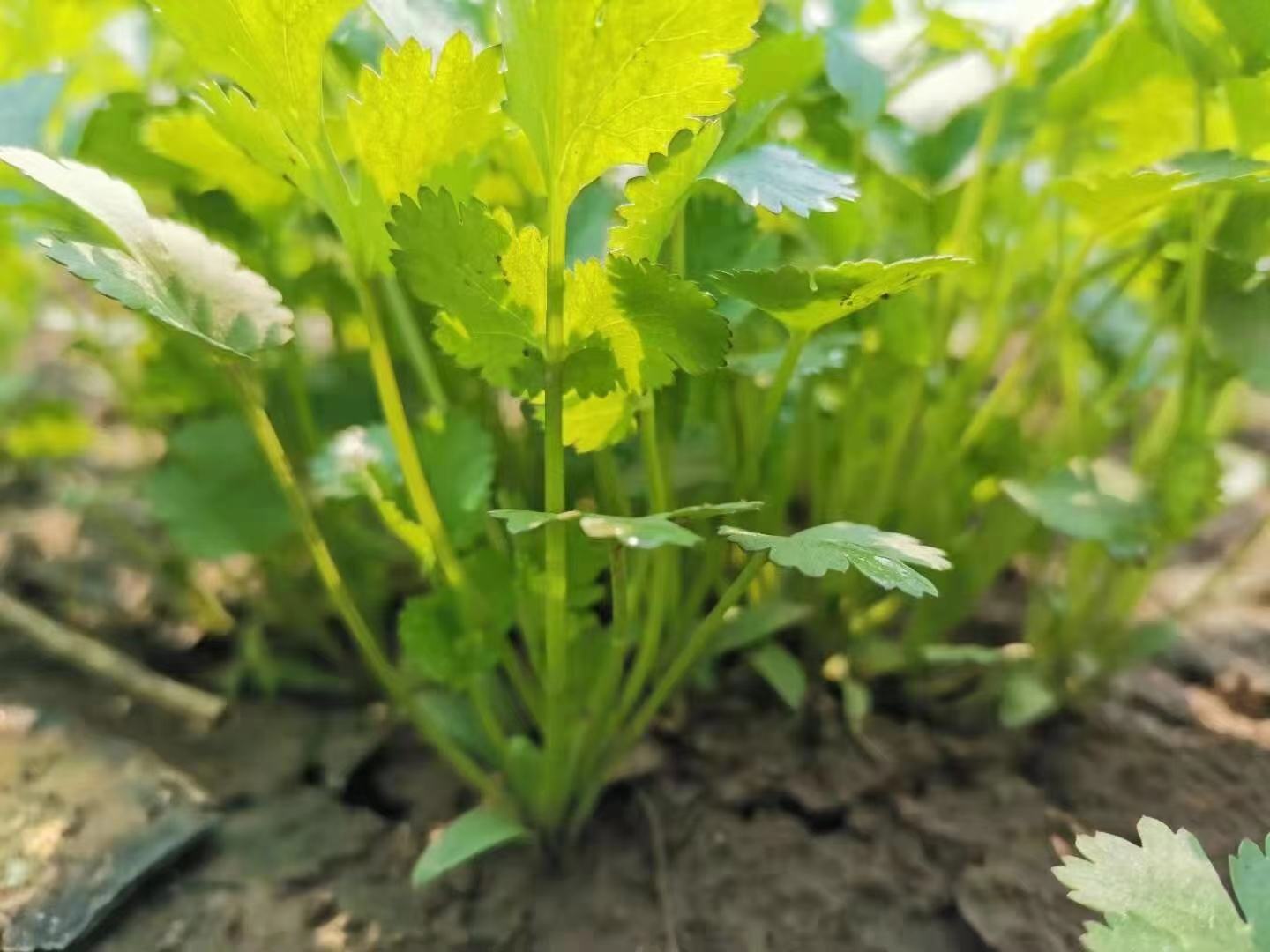 香菜与其他蔬菜的对比图