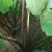 广西荔浦芋头种子苗种植苗槟榔紫藤香芋新鲜蔬菜种苗育苗粉糯