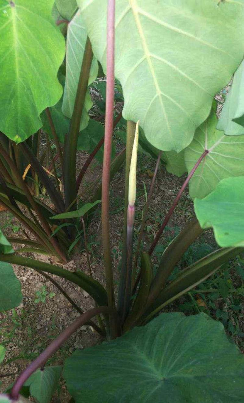 广西荔浦芋头种子苗种植苗槟榔紫藤香芋新鲜蔬菜种苗育苗粉糯